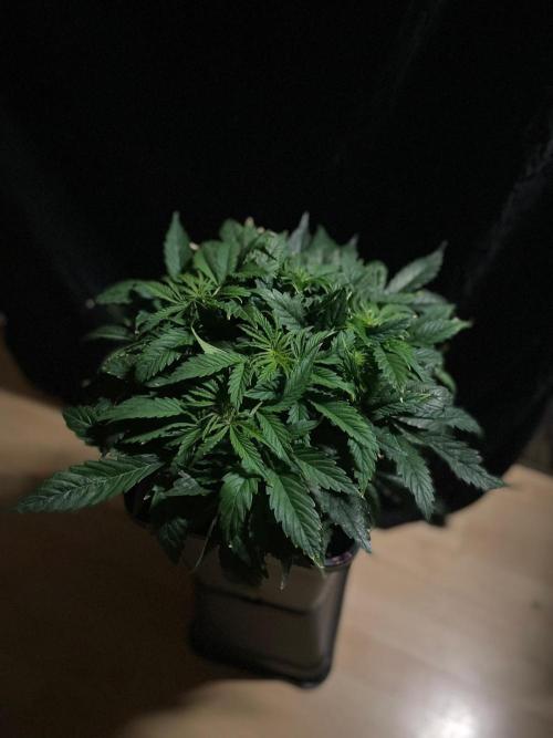 Jelly Donutz Auto Humboldt. Week 6