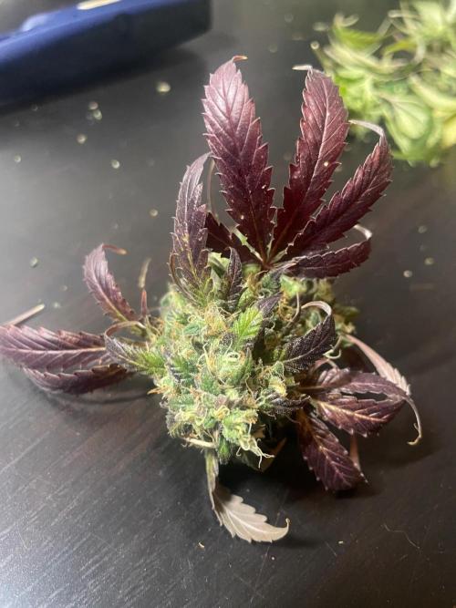 Monster Maker Sweet Seeds. Week 17