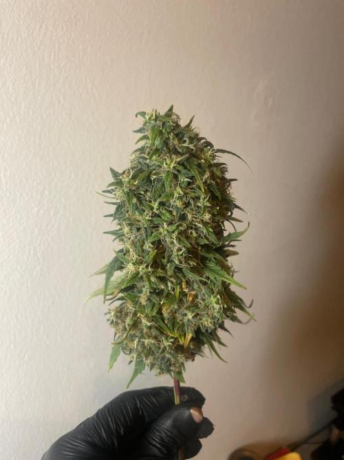 Monster Maker Sweet Seeds. Week 17