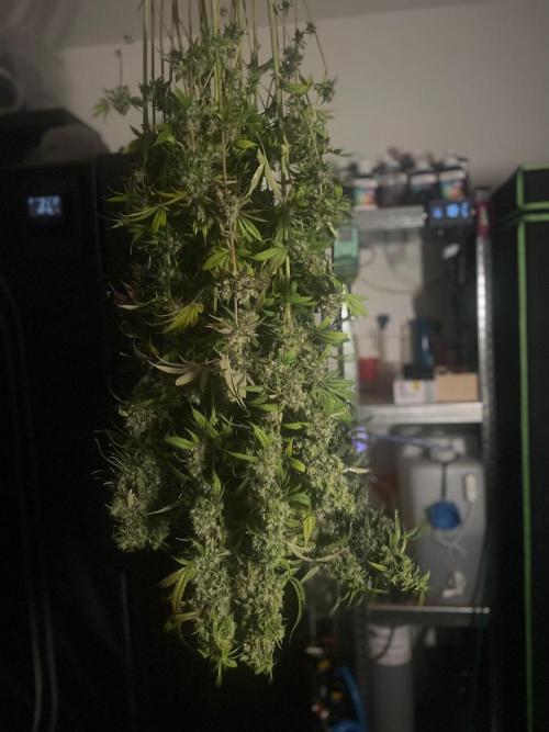 Monster Maker Sweet Seeds. Week 17