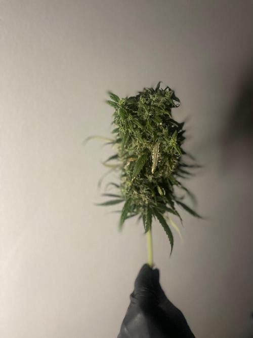 Monster Maker Sweet Seeds. Week 17