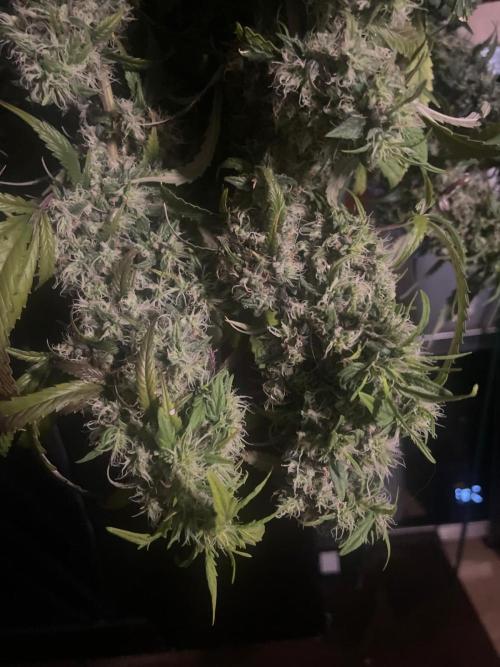 Monster Maker Sweet Seeds. Week 17