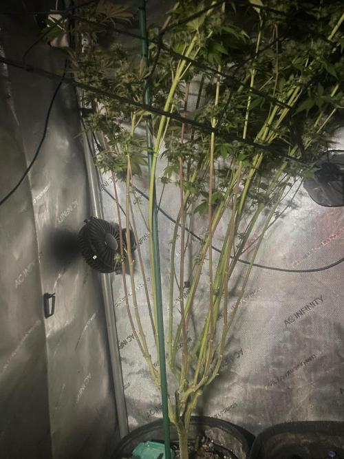 Monster Maker Sweet Seeds. Week 17