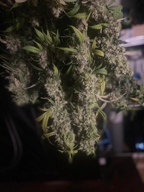 Monster Maker Sweet Seeds. Week 17