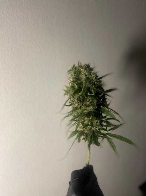 Monster Maker Sweet Seeds. Week 17