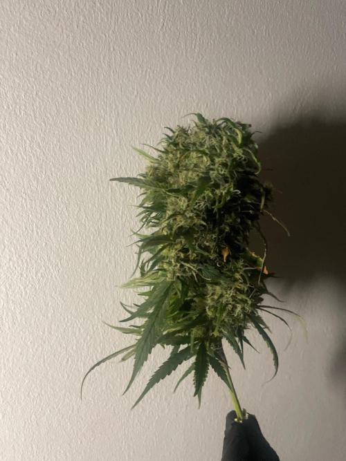 Monster Maker Sweet Seeds. Week 17
