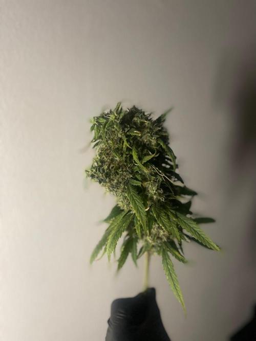 Monster Maker Sweet Seeds. Week 17