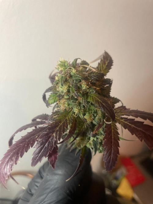 Monster Maker Sweet Seeds. Week 17