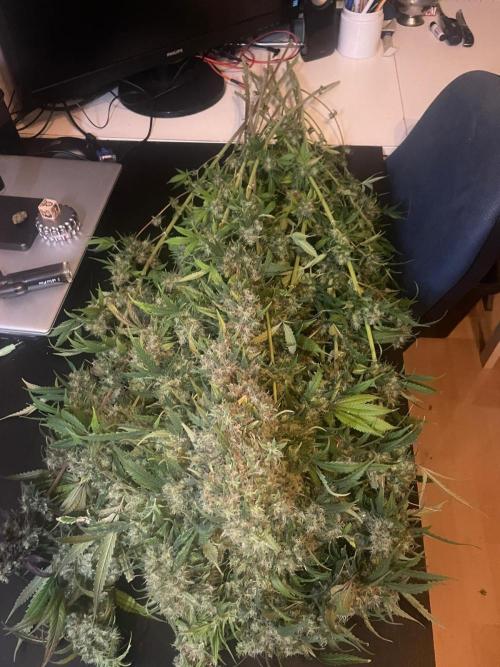 Monster Maker Sweet Seeds. Week 17