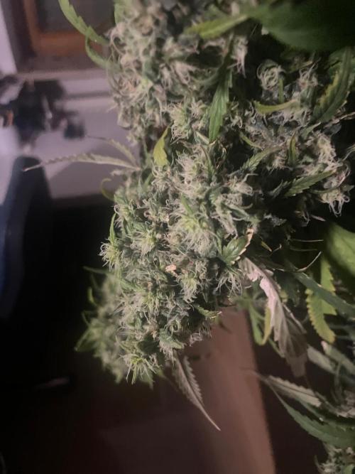 Monster Maker Sweet Seeds. Week 17