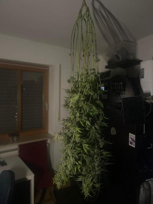 Monster Maker Sweet Seeds. Week 17