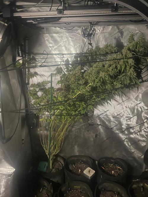 Monster Maker Sweet Seeds. Week 17