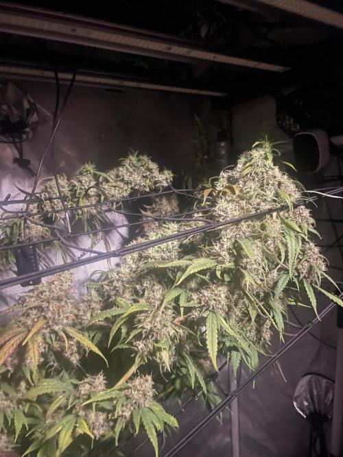 Monster Maker Sweet Seeds. Week 17