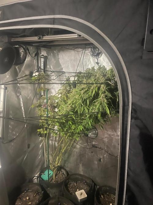 Monster Maker Sweet Seeds. Week 17