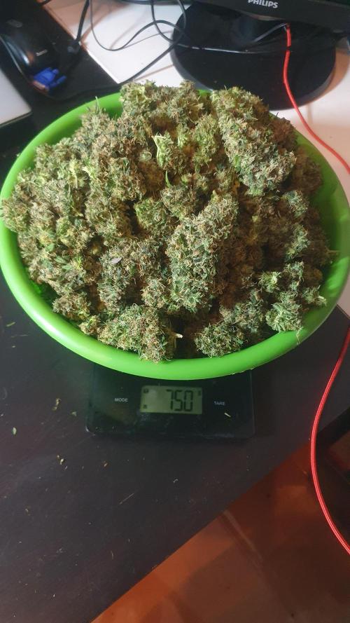 Monster Maker Sweet Seeds. Week 17