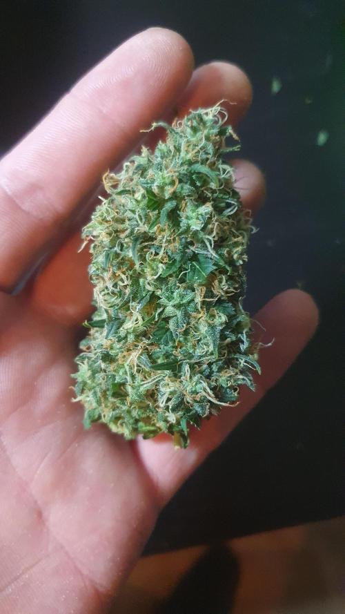 Monster Maker Sweet Seeds. Week 17