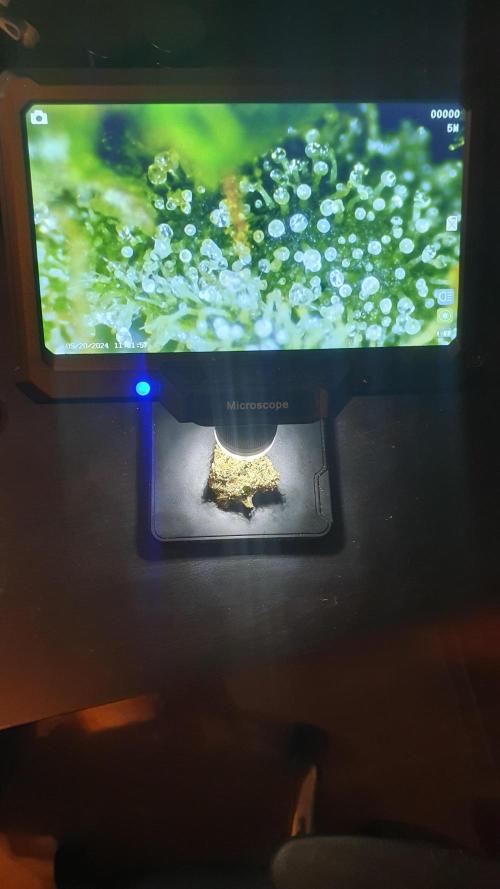 Monster Maker Sweet Seeds. Week 17