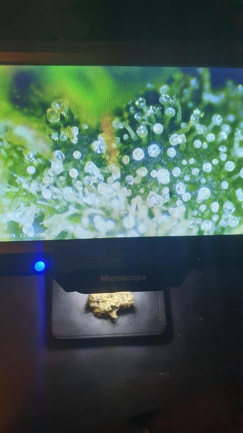 Monster Maker Sweet Seeds. Week 17