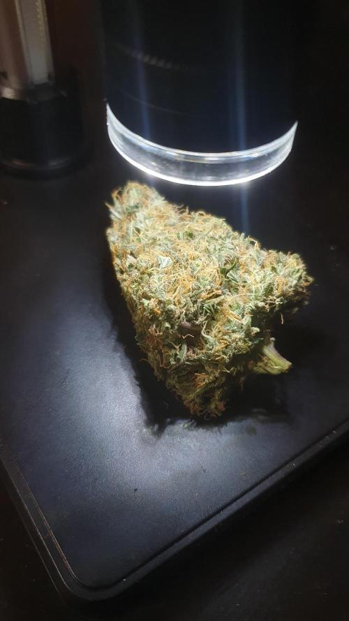 Monster Maker Sweet Seeds. Week 17