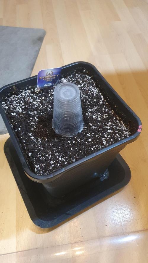 Sticky Brokkoli Zamnesia Eternity Cup. Week 0