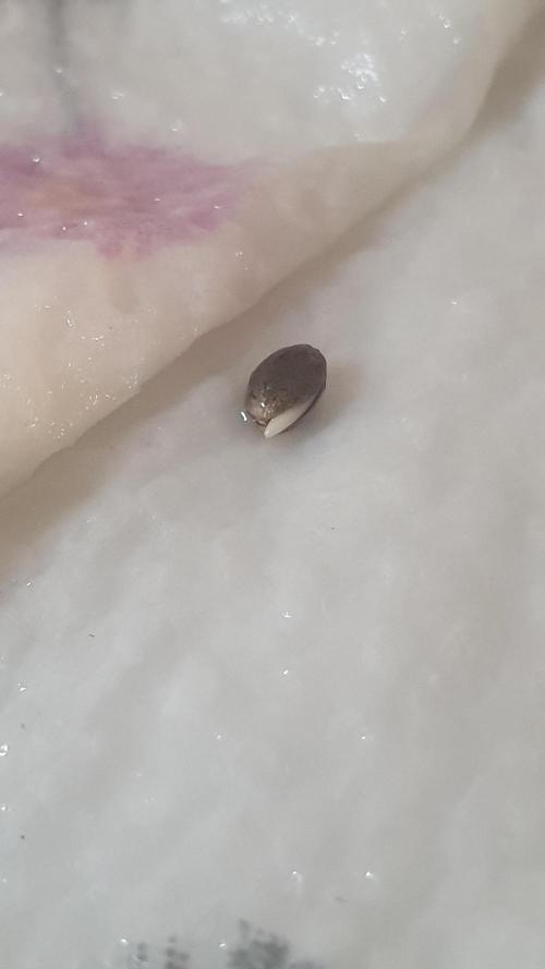 Sticky Brokkoli Zamnesia Eternity Cup. Week 0