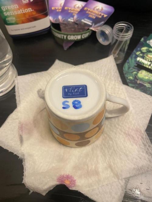 Sticky Brokkoli Zamnesia Eternity Cup. Week 0