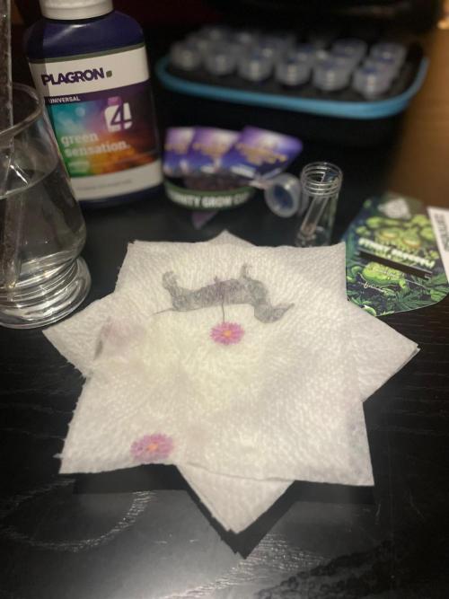 Sticky Brokkoli Zamnesia Eternity Cup. Week 0