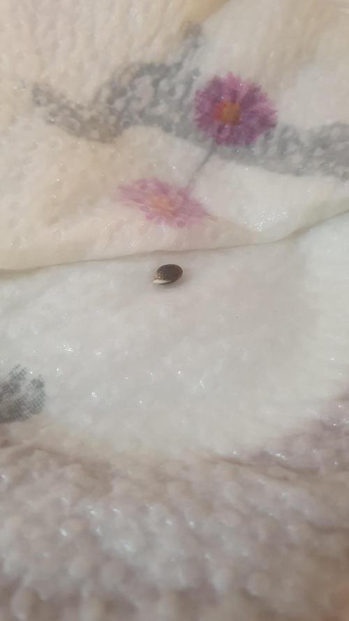 Sticky Brokkoli Zamnesia Eternity Cup. Week 0