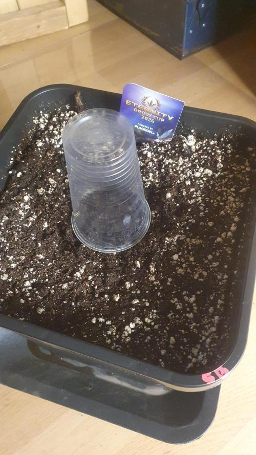 Sticky Brokkoli Zamnesia Eternity Cup. Week 0