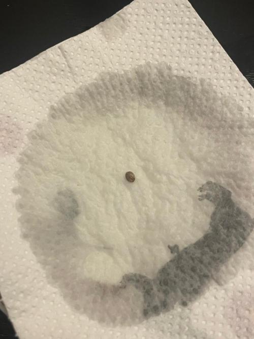 Sticky Brokkoli Zamnesia Eternity Cup. Week 0