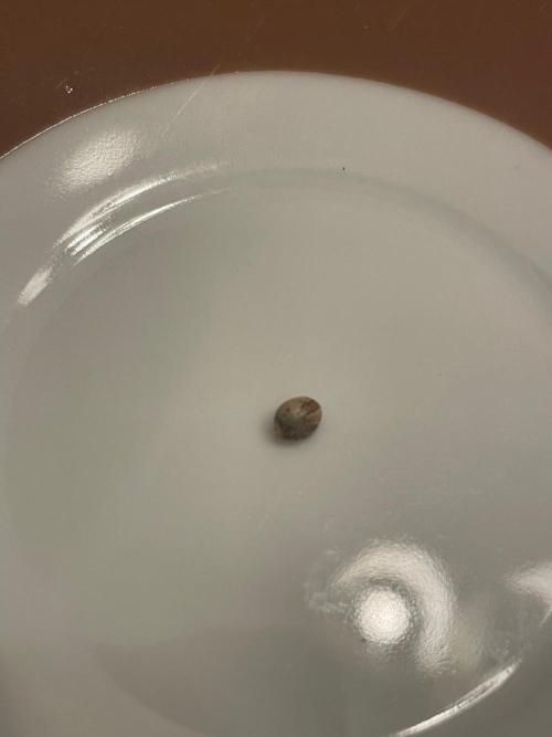 Sticky Brokkoli Zamnesia Eternity Cup. Week 0