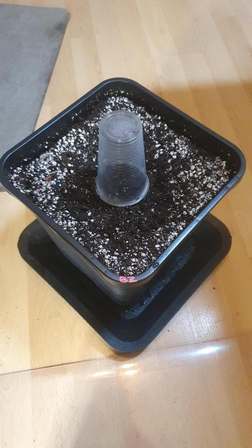 Blue Zushi Dutch Passion. Week 0