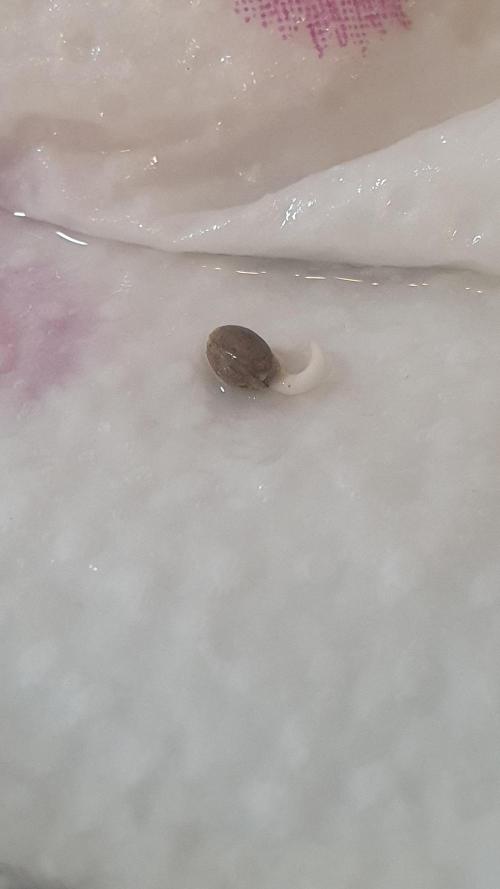 Blue Zushi Dutch Passion. Week 0