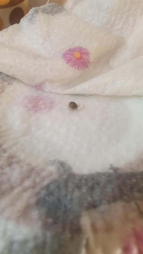 Blue Zushi Dutch Passion. Week 0