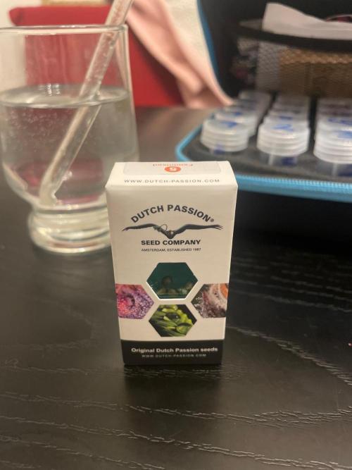 Blue Zushi Dutch Passion. Week 0