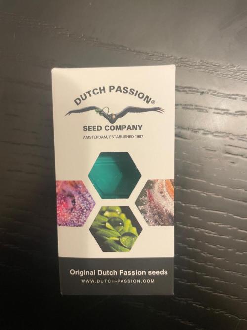 Blue Zushi Dutch Passion. Week 0