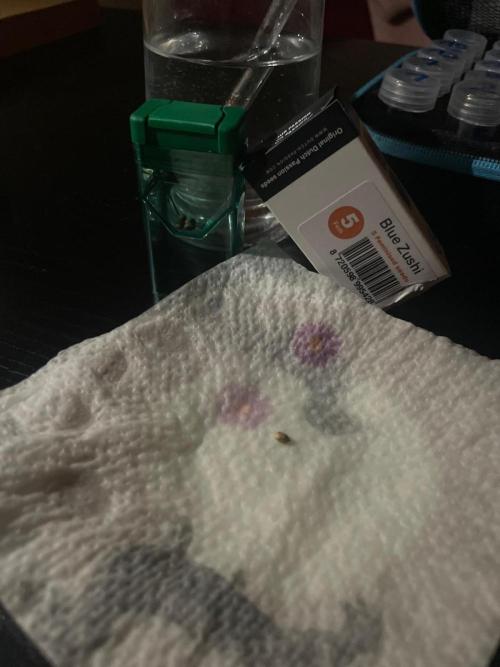 Blue Zushi Dutch Passion. Week 0