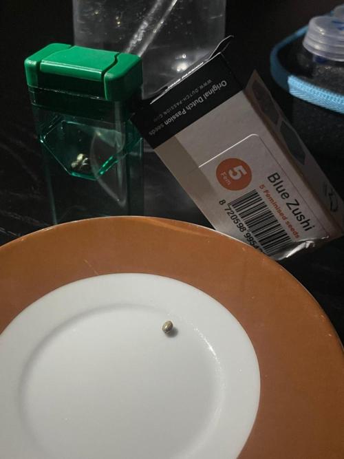 Blue Zushi Dutch Passion. Week 0