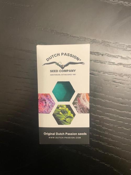 Blue Zushi Dutch Passion. Week 0