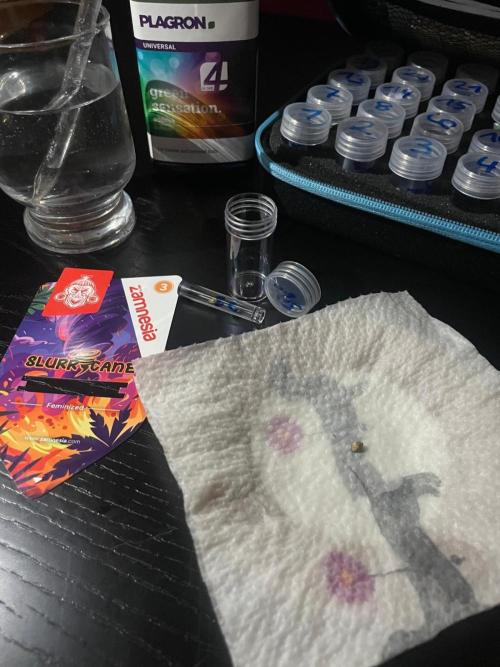 Slurricane Zamnesia. Week 0