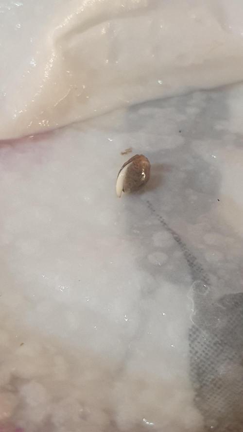 Slurricane Zamnesia. Week 0