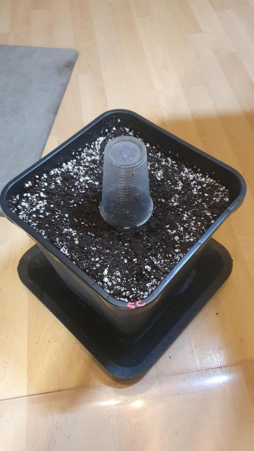 Slurricane Zamnesia. Week 0