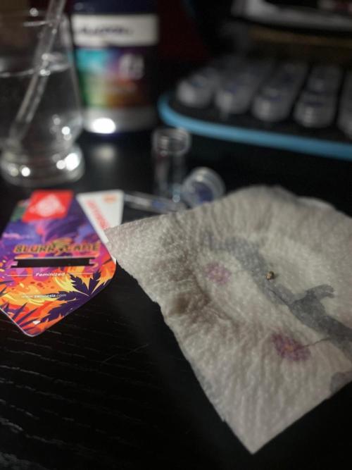 Slurricane Zamnesia. Week 0