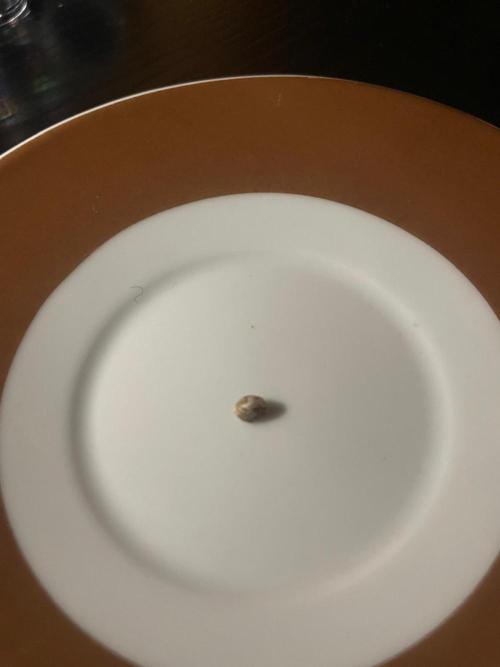 Slurricane Zamnesia. Week 0