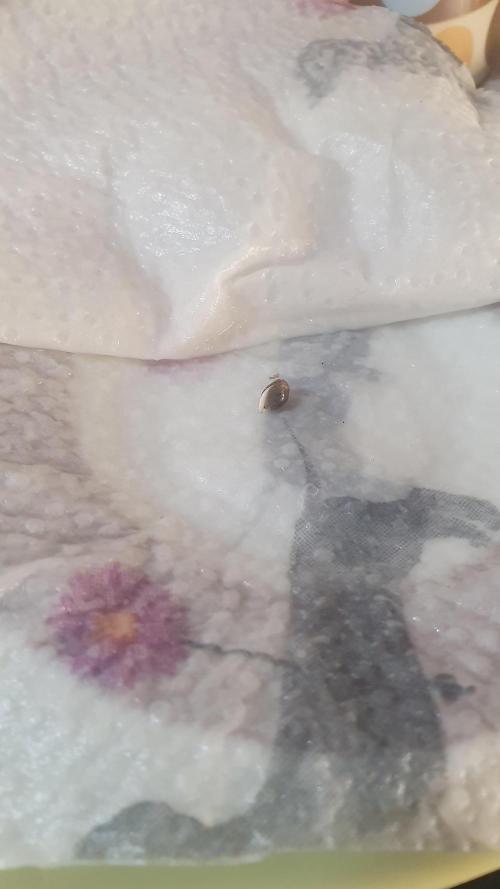 Slurricane Zamnesia. Week 0