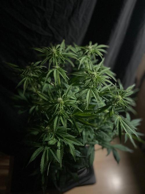 Permanent Marker Autoseeds. Week 7