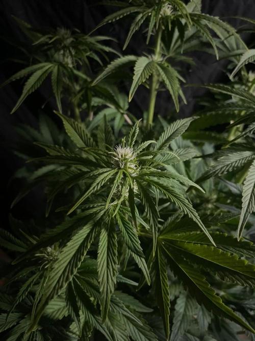 Permanent Marker Autoseeds. Week 7