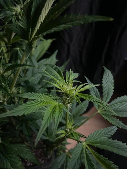 Permanent Marker Autoseeds. Week 7