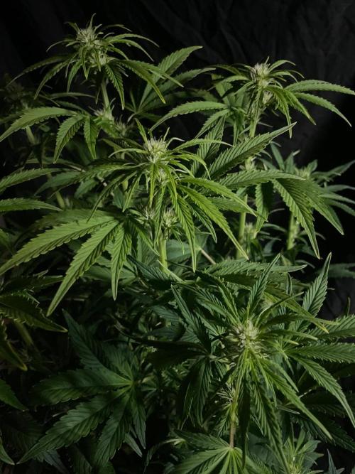 Permanent Marker Autoseeds. Week 7