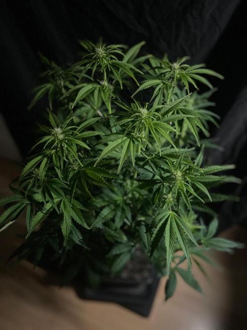 Permanent Marker Autoseeds. Week 7